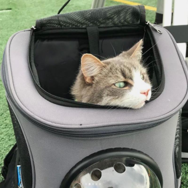 Geräumiger und bequemer Katzenrucksack